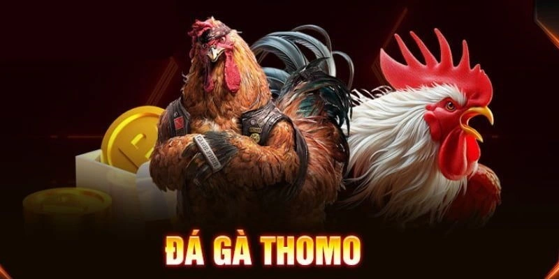 Đá gà Thomo vegas79