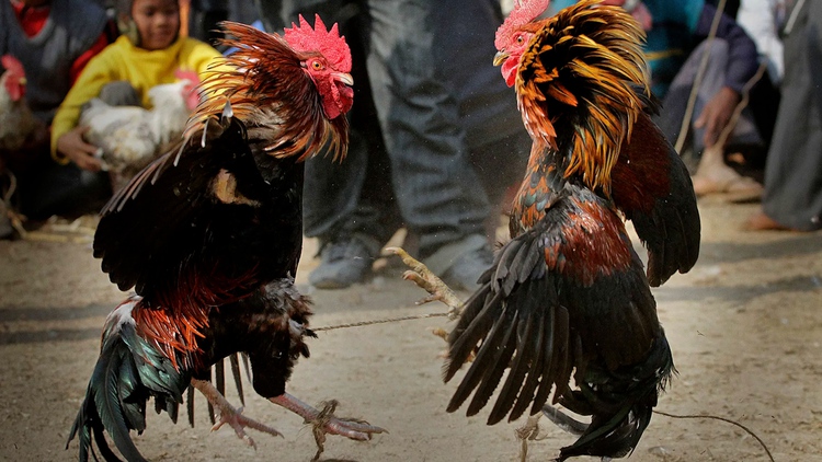 Chơi đá Gà Chọi Thái Lan 